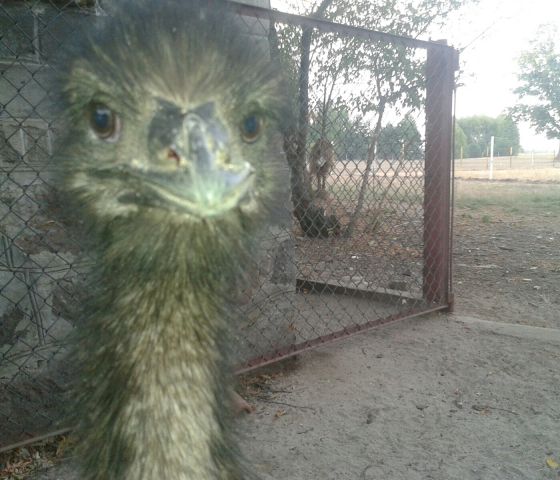 emu