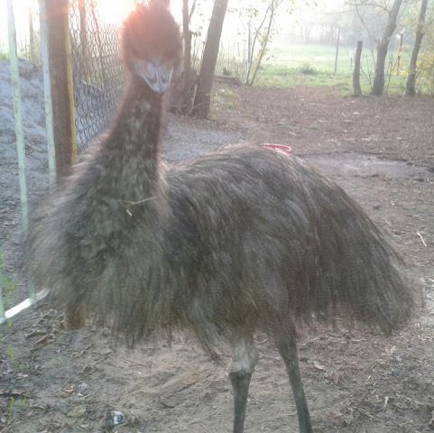 Emu