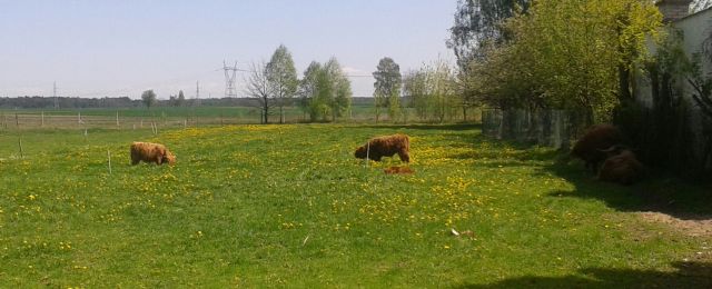 highland cattle