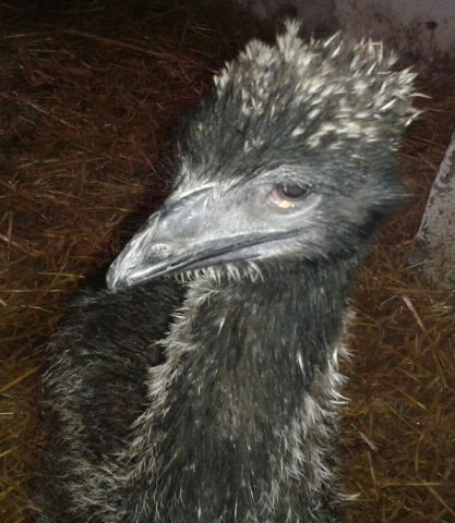 emu