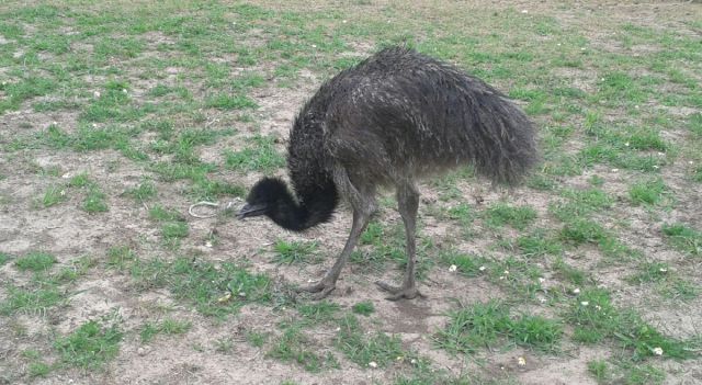 emu