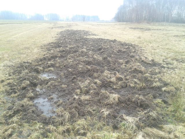 dzik geodeta pojechał wzdłuż miedzy