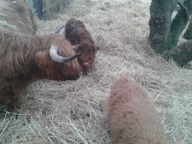 highland cattle