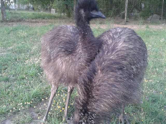 emu