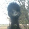 emu