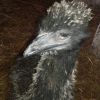 emu