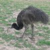 emu