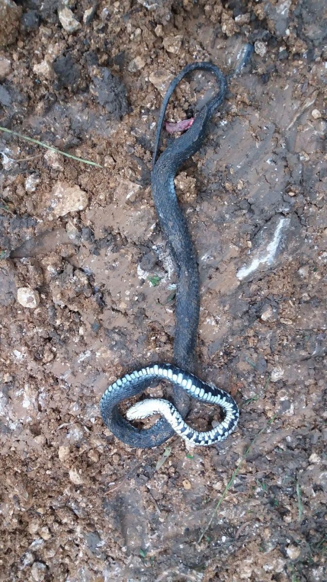 Potwór  z Krzesowic