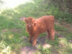 Cielę highland cattle