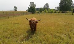 highland 